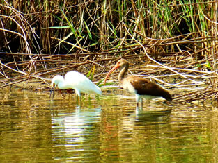 Lagoon birds